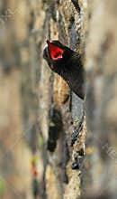 Black Guillemot (Cepphus grylle)