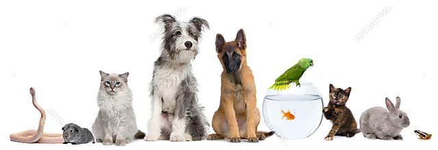 Group of pets
