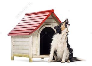 Border Collie sitting and barking