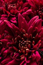 Burgundy chrysanthemum flowers on a white background