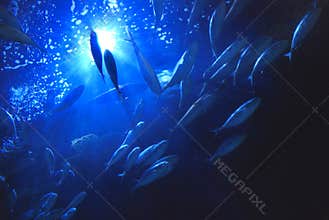 Underwater tuna