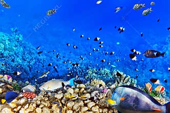 Coral and fish in the Red Sea.Egypt