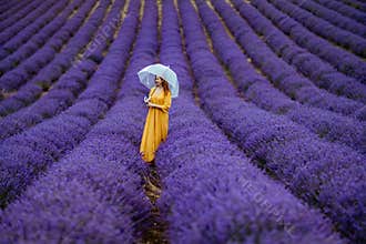 A middle-aged woman in a lavender field walks under an umbrella on a rainy day and enjoys aromatherapy. Aromatherapy