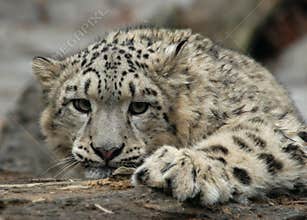 Snow Leopard