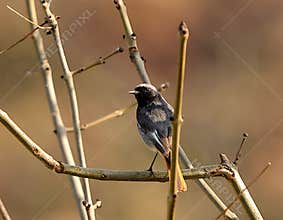 Male black redstart (Phoenicurus ochruros) perching on a tree on sunny, peaceful afternoon