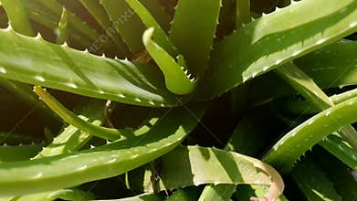 Close-up of fresh Aloe vera leaves with sharp edges and vibrant green color.