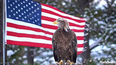 Patriotic Bald Eagle