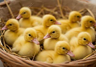 A close up of a group of cute yellow ducklings huddled together in a basket