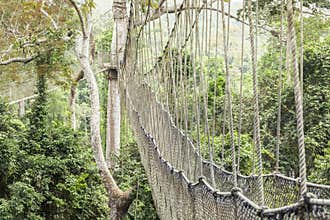 Canopy walkway in Kakum National Park, Ghana