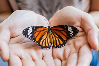Woman hand holding a beautiful butterfly.