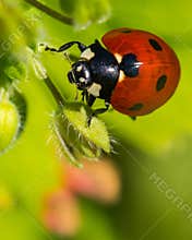 Beautiful Ladybug on a Green Flower Bud