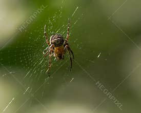 European Garden Spider in the Middle of Its Web