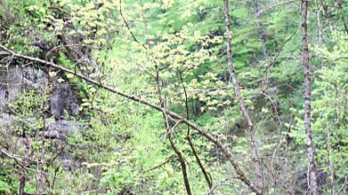 Trees Forest Rope Swinging - A view from above of a rope swing hanging between two trees in a forest.