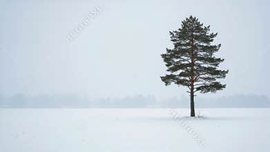 Lone Green Tree Standing in a Vast Open White Snowy Field in Overcast Day