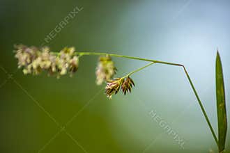 Graceful Droop – Macro of Wild Grass in Bloom