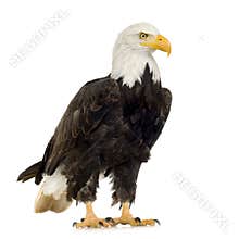 Bald Eagle (22 years) - Haliaeetus leucocephalus