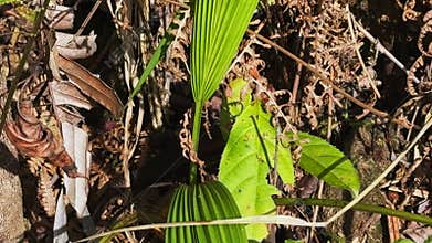 Traveler notices small lizard moving through dry grass