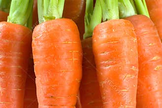 Carrot