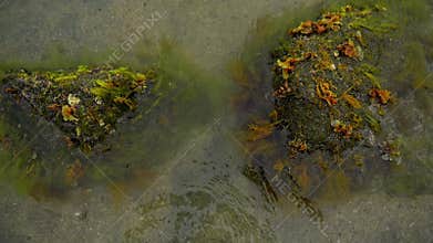 Beaten mossy rock moving with the sea water