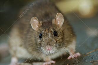Brown Rat
