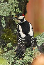 A portrait of beautiful great spotted woodpecker (Dendrocopos major) perching on a tree in the evening