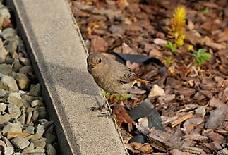 A close-up portrait of female black redstart (Phoenicurus ochruros) looking for food in garden