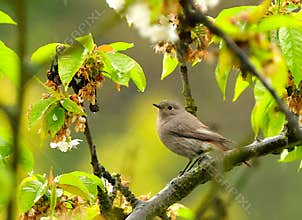 Female black redstart (Phoenicurus ochruros) resting and looking curiously towards cameraman on a blossoming cherry tree