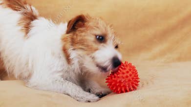 Funny cute playful happy dog puppy playing with her toy