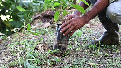Worker Preparing the soil for planting a new coffee tree on a sustainable farm