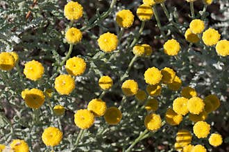 Bright yellow flowers bloom abundantly in garden landscape during sunny midday