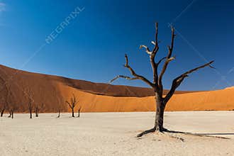 Deadvlei Tree
