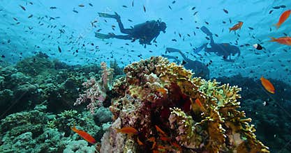 Group of divers swims over a multi-colored coral reef in a tropical sea, full of lots of marine life
