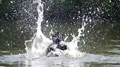 Osprey\'s Dramatic Dive and Splash