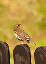 A song thrush (Turdus philomelos) perching on a fence