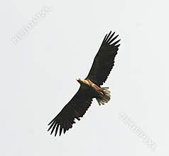 A majestic white-tailed eagle (Haliaaetus albicilla) in flight