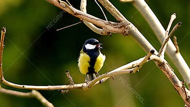 A great tit (Parus major) perching and singing on a tree branch