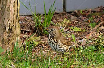 A close-up image of song thrush (Turdus philomelos) in the garden on sunny day