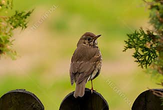 A close-up image of song thrush (Turdus philomelos) perching on a fence