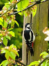 A great spotted woodpecker (Dendrocopos major) clinging on a wooden pole on cloudy day