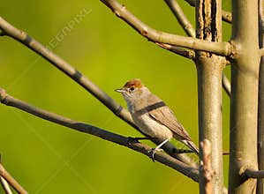 A female eurasian blackcap (Sylvia atricapilla) perching on a tree