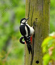 A great spotted woodpecker (Dendrocopos major) clinging on a wooden pole on cloudy day