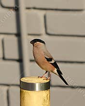 A beautiful female bullfinch (Pyrrhula pyrrhula) perching on a lamp on cloudy day
