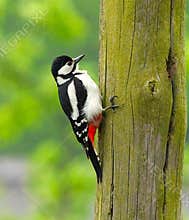 A great spotted woodpecker (Dendrocopos major) clingling on wooden pole on cloudy day