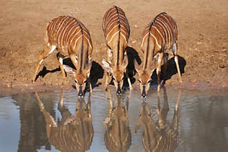 Buck at the water hole South Africa