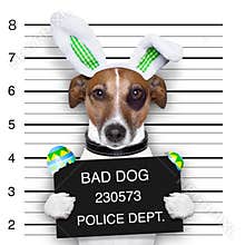 Easter mugshot dog