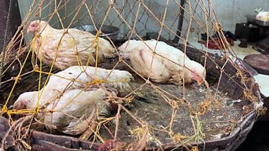 Poultry chicken being sold in small net basket in the market of India.
