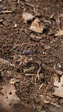 woodlice crawling on the ground