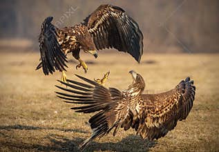 Fighting juvenile sea eagles