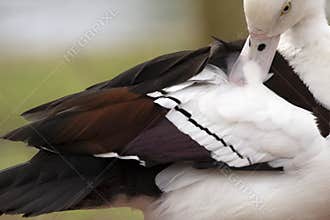 Raja Shelduck
