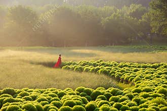 Bassia scoparia field morning, Beijing Olympic Forest Park summer, China